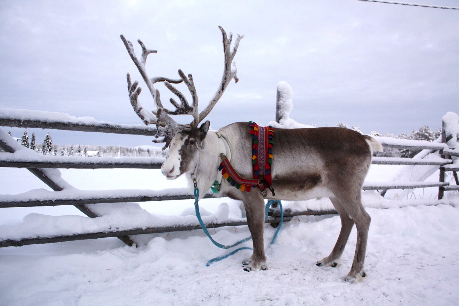 What Are the Names of Santa Reindeer