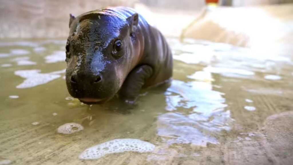 Funny and Punny Hippo Names