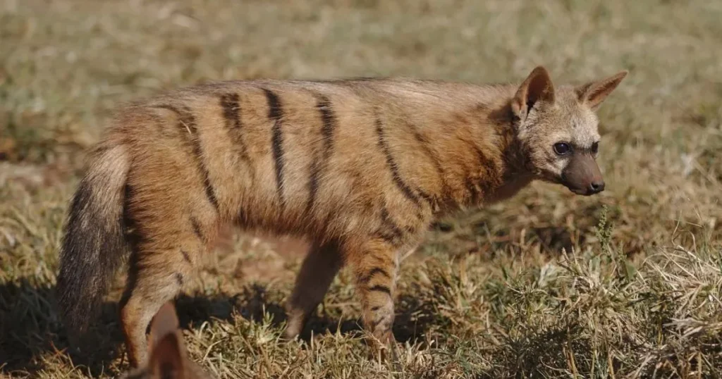 Strong Female Hyena Names